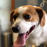 Better Lives Animal Hospital