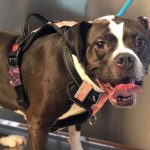 Better Lives Animal Hospital