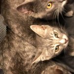 Better Lives Animal Hospital